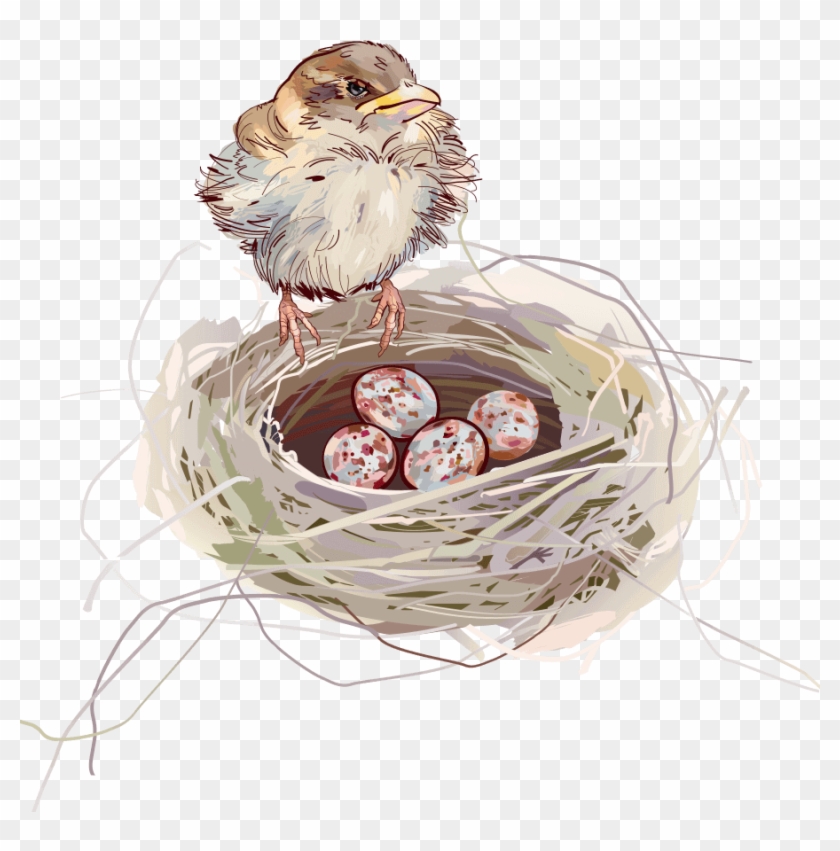 Nest Background - รังนก การ์ตูน Clipart #1138446