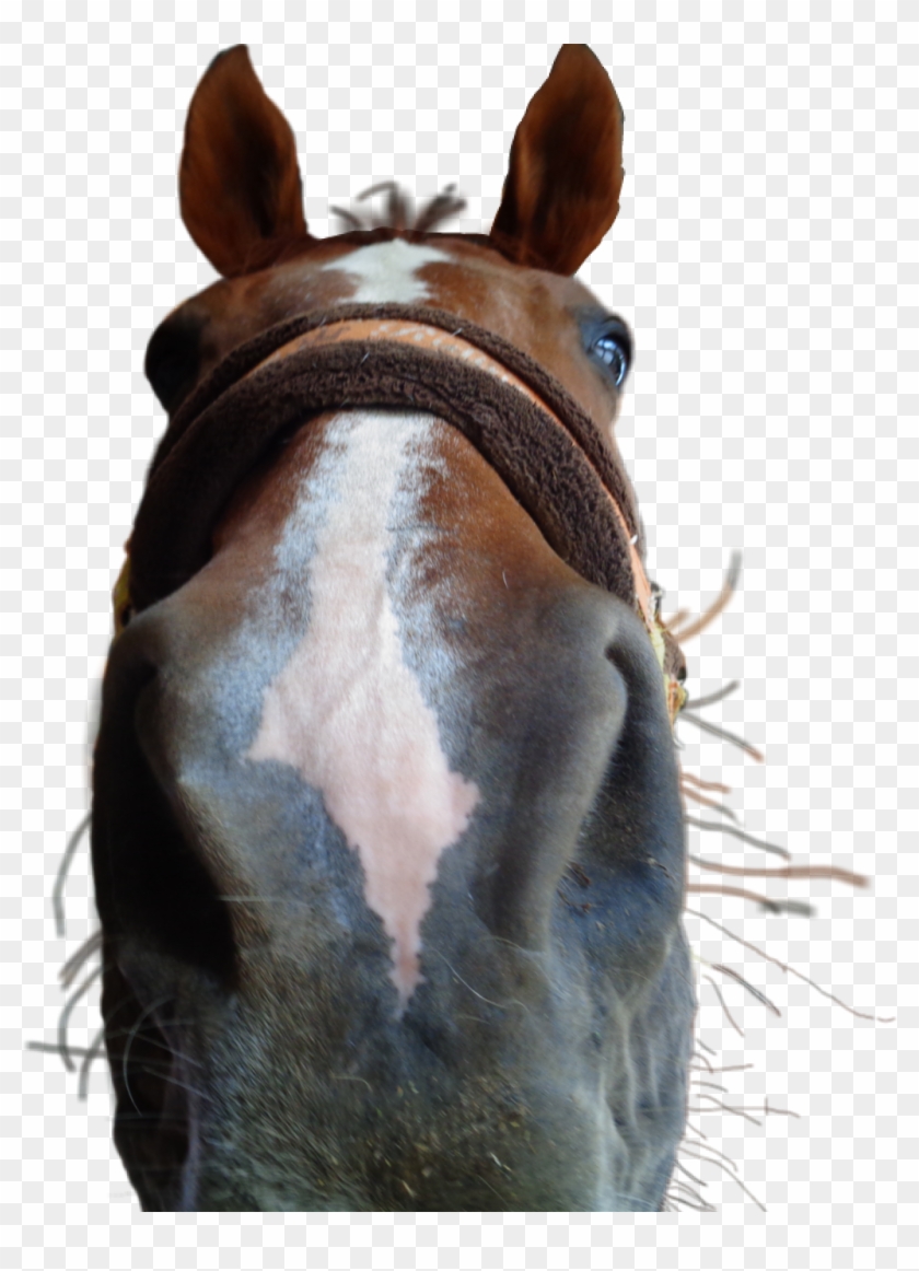 Horse Sticker - Sorrel Clipart #1139156