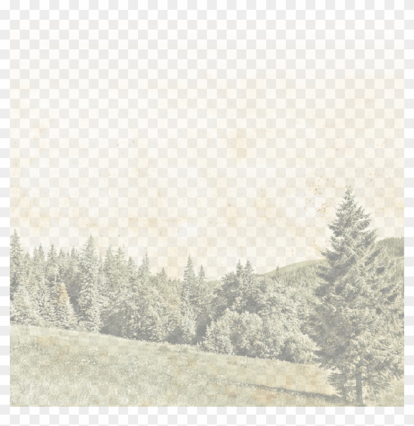 Shortleaf Black Spruce Clipart #1140532