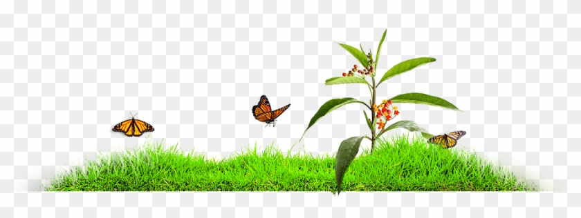 Mariposas Metamorfosis - Monarch Butterfly Clipart #1140615