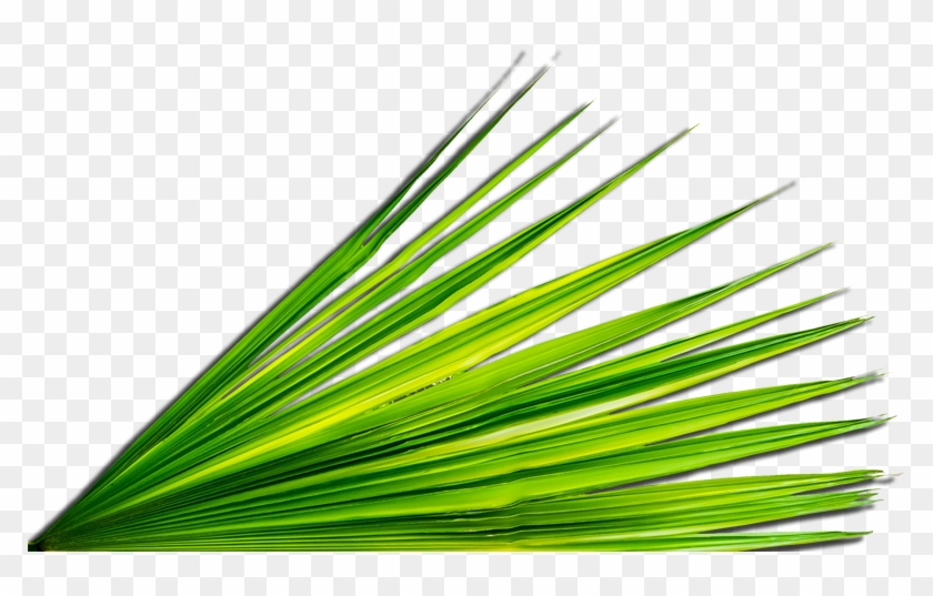 Original Size Is 800 × 456 Pixels - Transparent Palm Leaves Palm Png Clipart