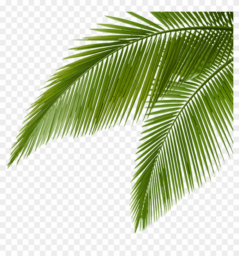 Palm Leaves - Attalea Speciosa Clipart #1140742