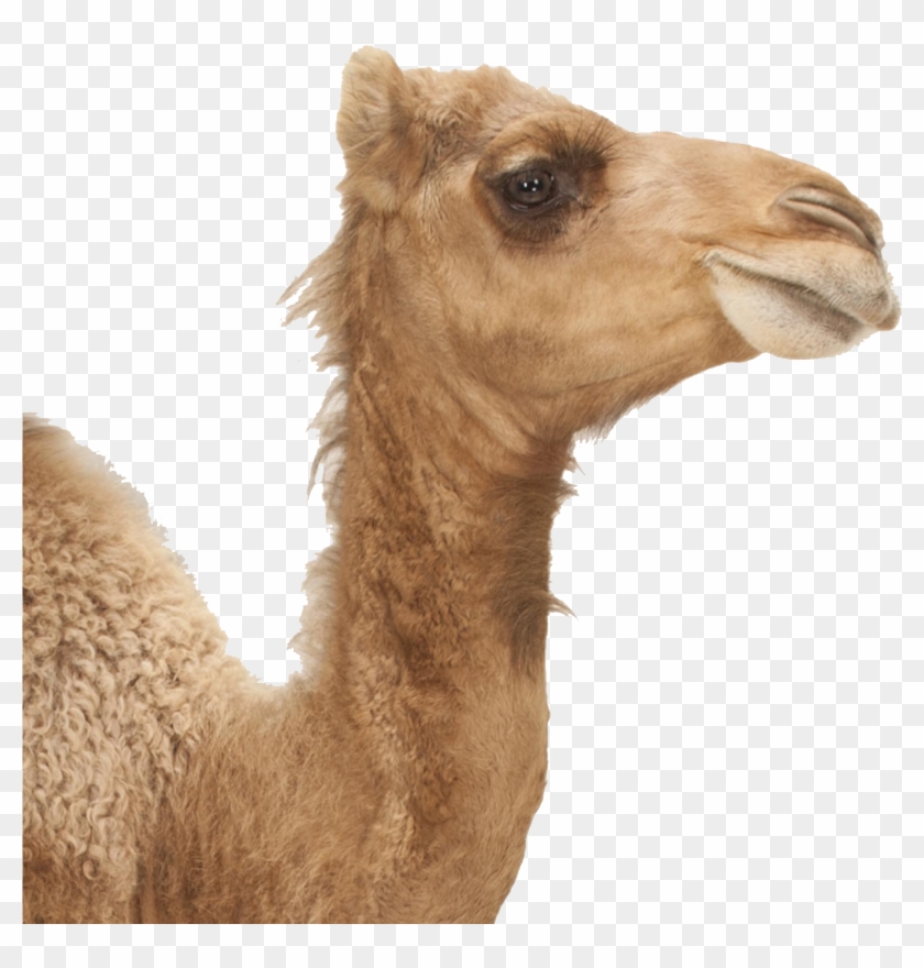 Camel Png Image Download - Animals With Long Necks And Big Lips Clipart