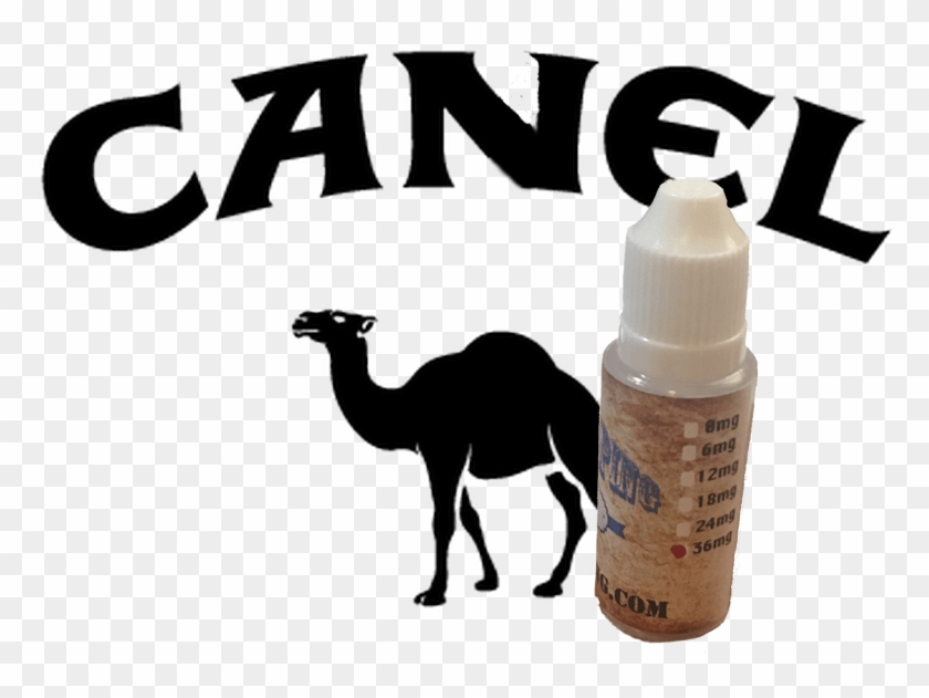 Canel Ejuice - Arabian Camel Clipart #1141927