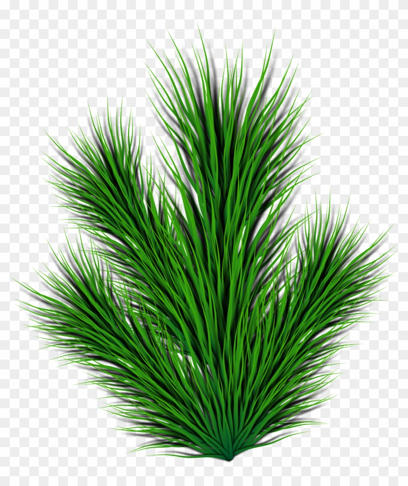 This Free Icons Png Design Of Pine Branch Clipart #1142320
