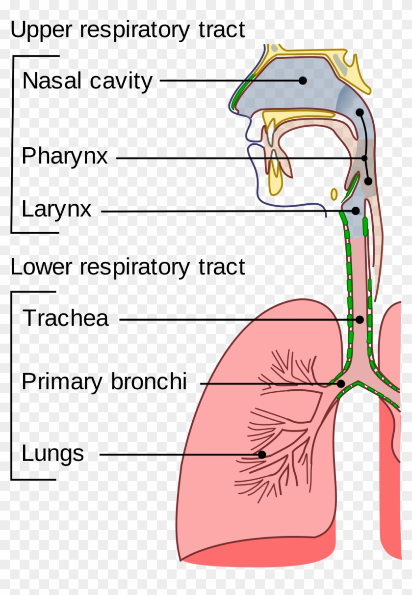Respiratory Tract - Upper And Lower Respiratory Tract Clipart