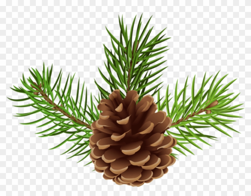 Free Png Pine Cone Png - Pine Cone Clipart Transparent Png #1142352