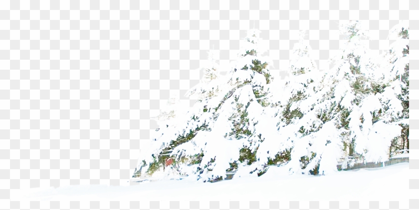 Tree Winter Pine Snow Free Download Png Hd Clipart - Winter Transparent Png