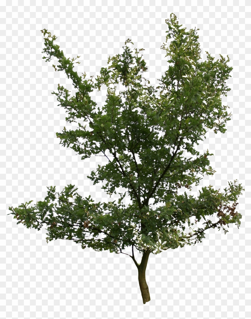 Pond Pine , Png Download Clipart