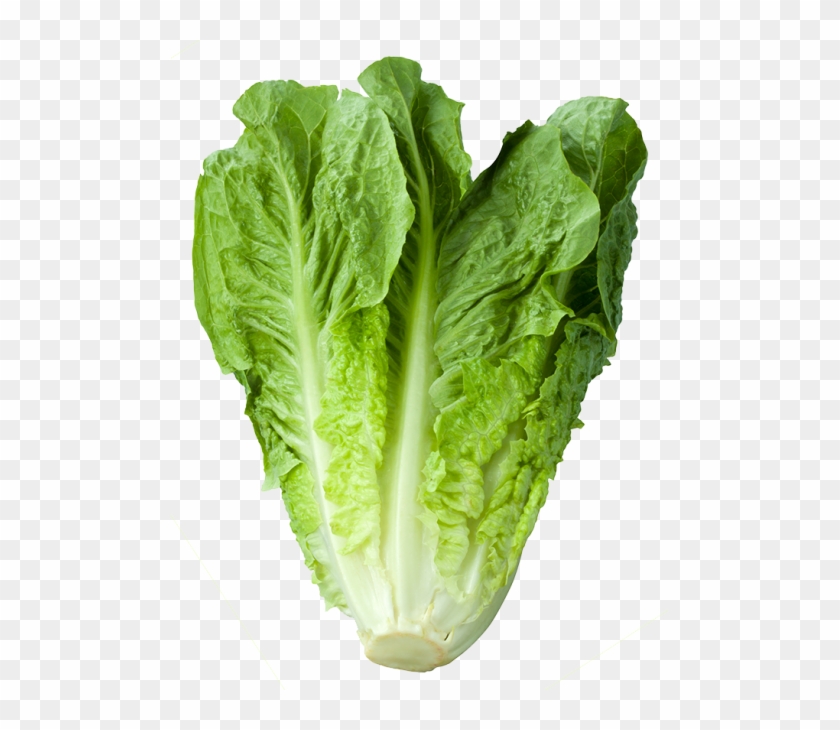 Romaine Lettuce Clipart #1143074