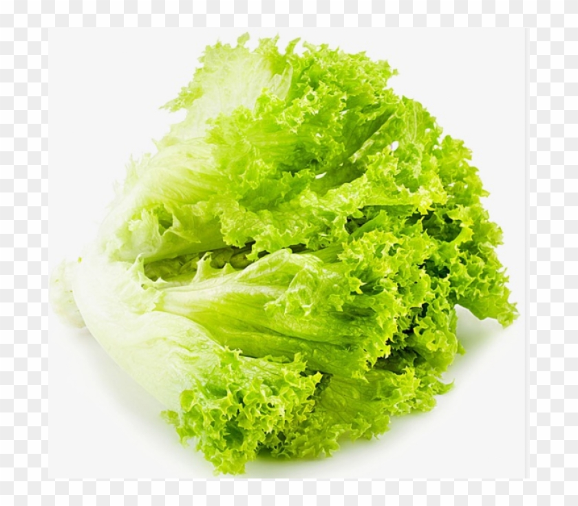 Salad Patta / Lettuce - Lettuce Clipart