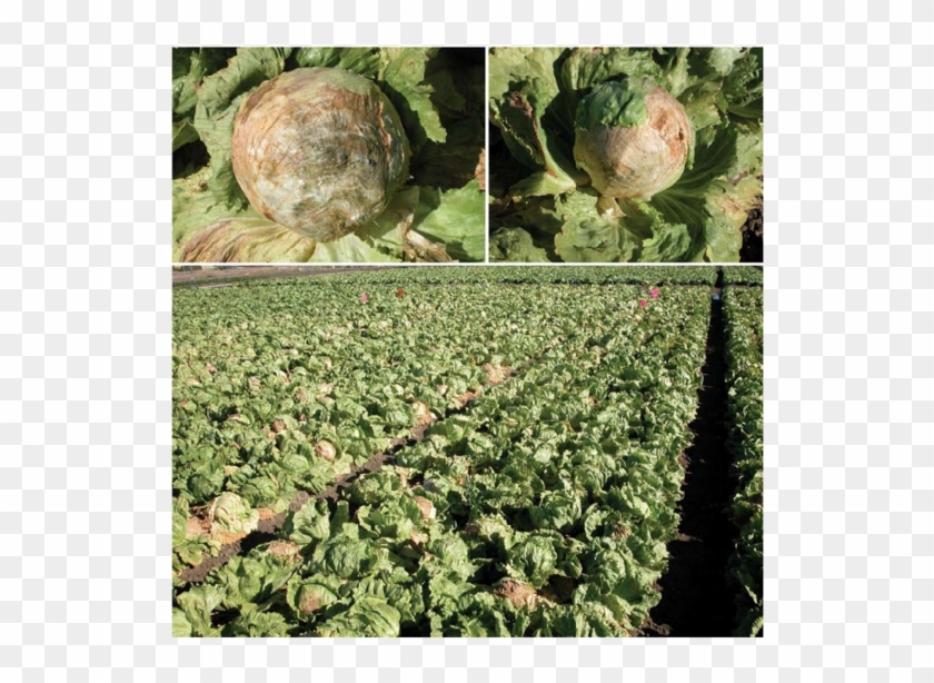 Lettuce Drop Caused By Airborne Ascospores Of Sclerotinia - Sclerotinia Sclerotiorum Lettuce Clipart