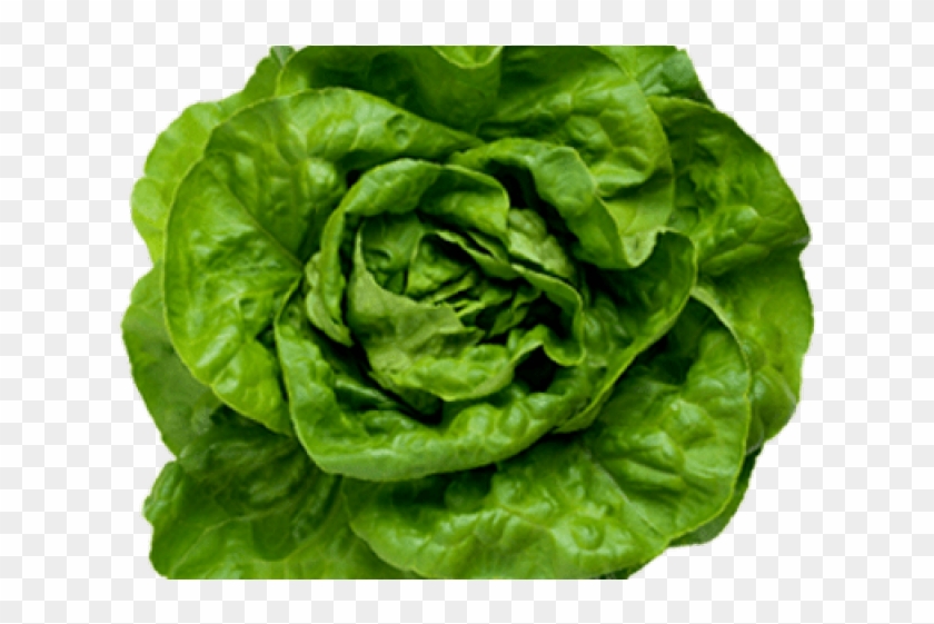 Lettuce Clipart Romaine Lettuce - Fejes Saláta Salata - Png Download #1143312