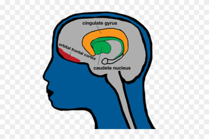 Brain Clipart Prefrontal Cortex - Png Download #1143324