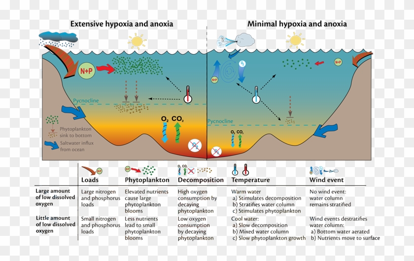 Ocean Water Column - Bp Oil Spill Diagram Clipart