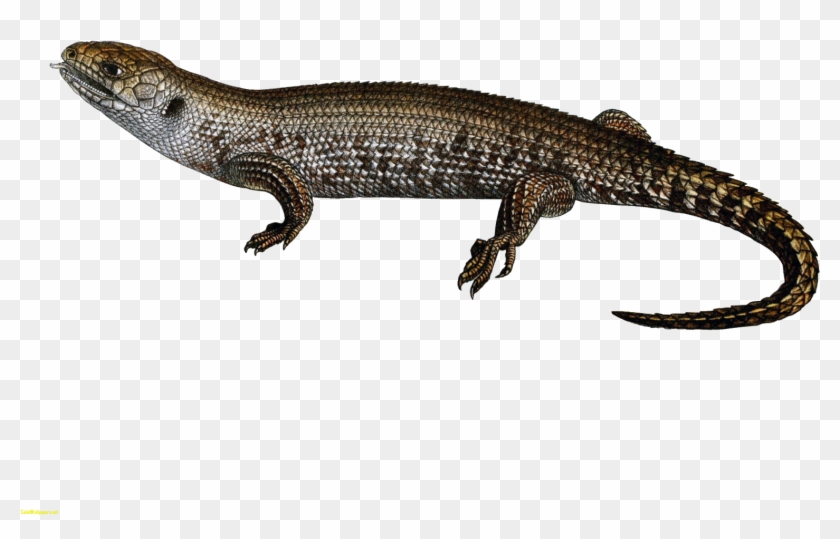 Lizard Transparent Clipart #1143720