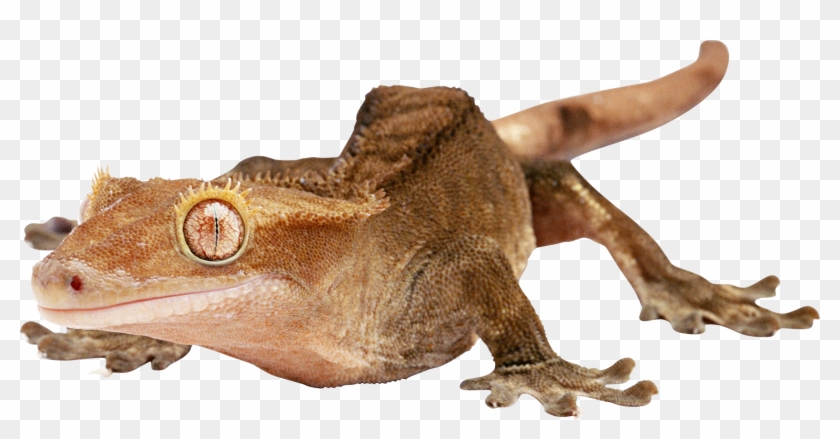 Transparent Background Gecko Png Clipart