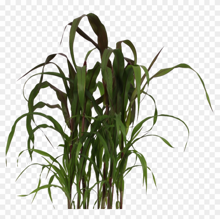 Pennisetum - Grass Clipart #1144897