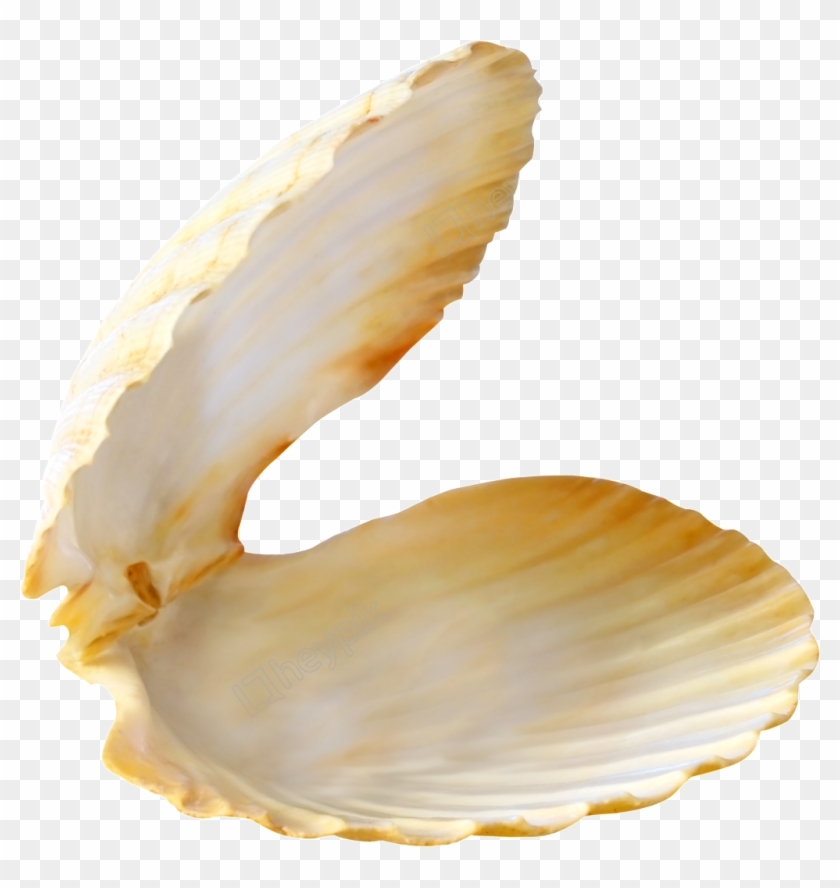 Shells Vector Shell Beach - Concha De Mar Abierta Png Clipart
