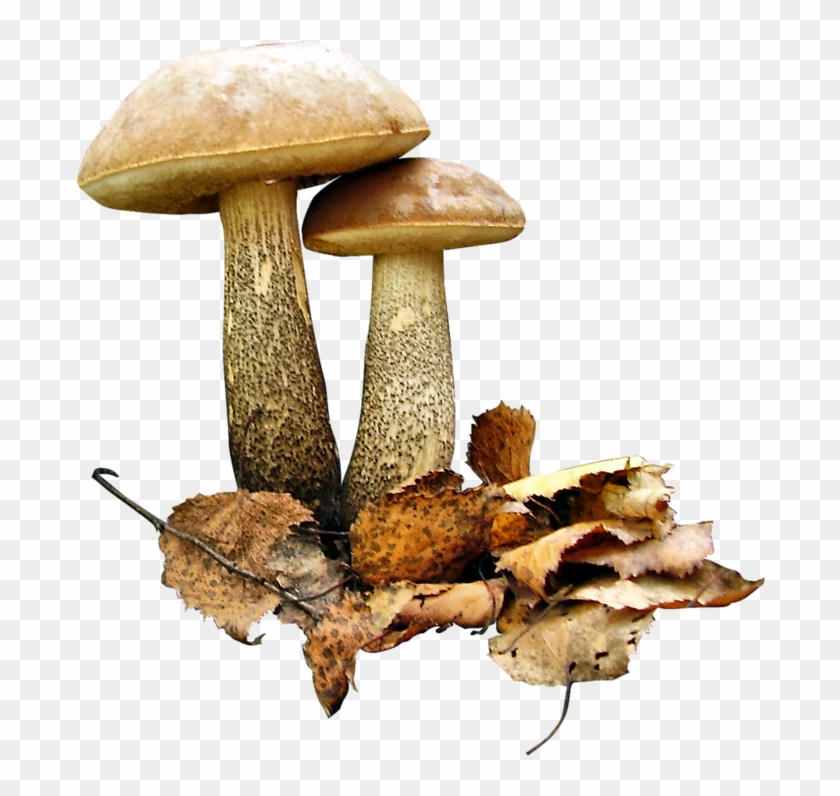 Фотки Edible Wild Mushrooms, Growing Mushrooms, Stuffed - Грибы На Прозрачном Фоне Clipart