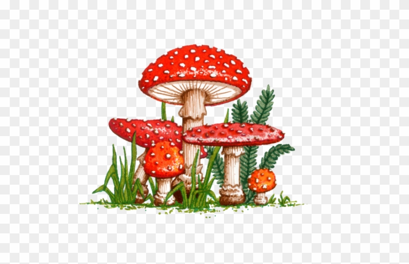 Amanita Muscaria Png Picture - Amanita Muscaria Png Clipart
