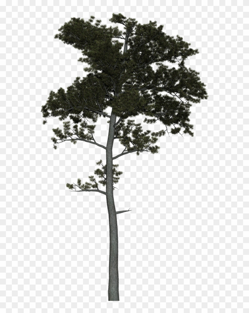 Pine Tree Tweak 1 - Pond Pine Clipart #1145527