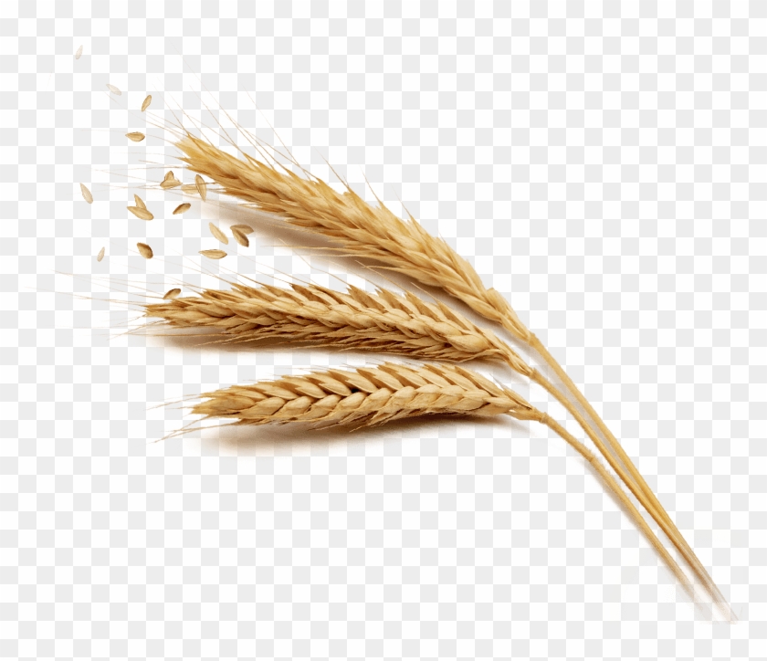 Grain Png Free Download - Clear Background Wheat Png Clipart #1147056
