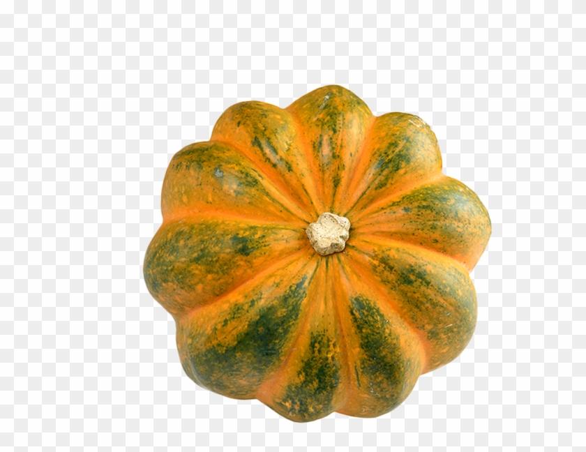 Acorn Squash Png Transparent Image - Acorn Squash Clipart