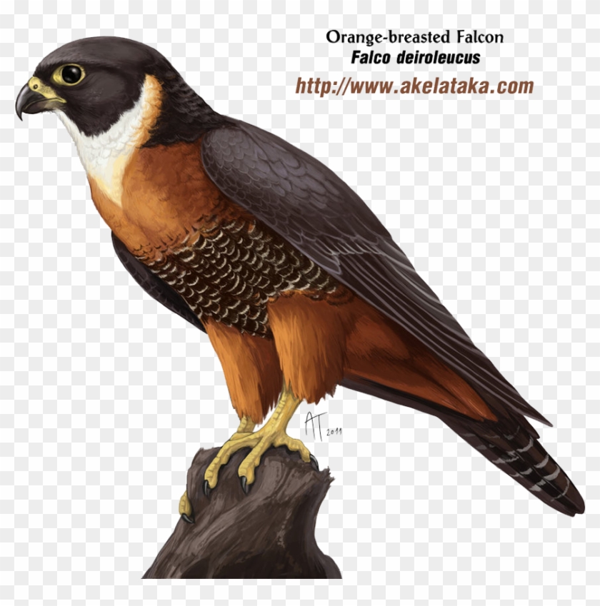 Falcon Png Photos - Falcon Png Clipart #1148652