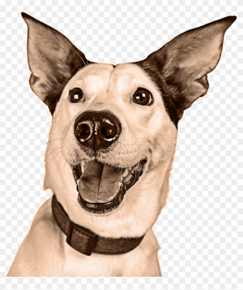 Meal Calculator , Png Download Clipart