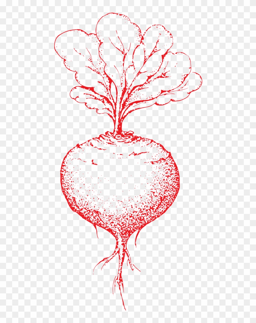 Hand Drawn Carrots Transparent Vegetables - Illustration Clipart