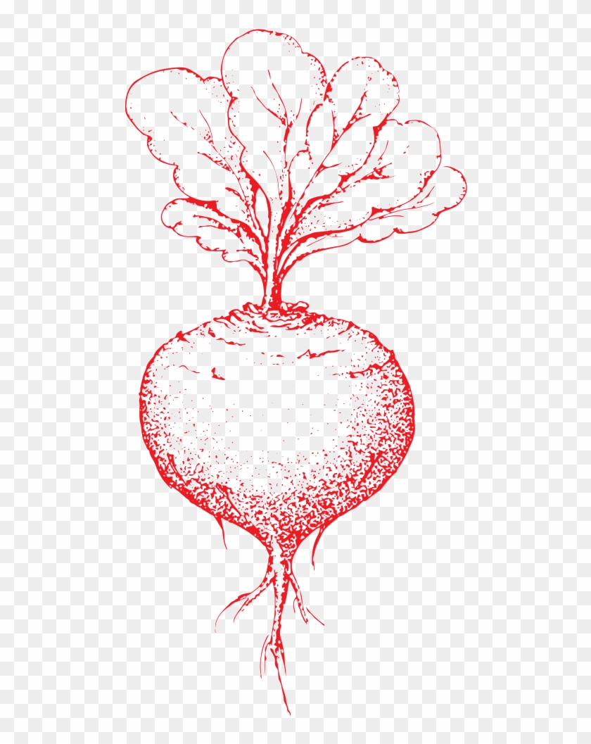 Hand Drawn Carrots Transparent Vegetables - Illustration Clipart #1151072