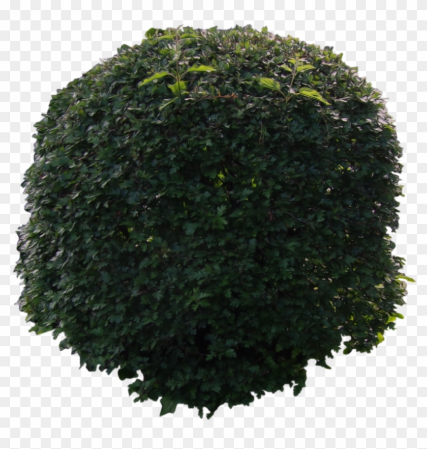 177 Images About Edición On We Heart It - Lace Wig Clipart #1151774