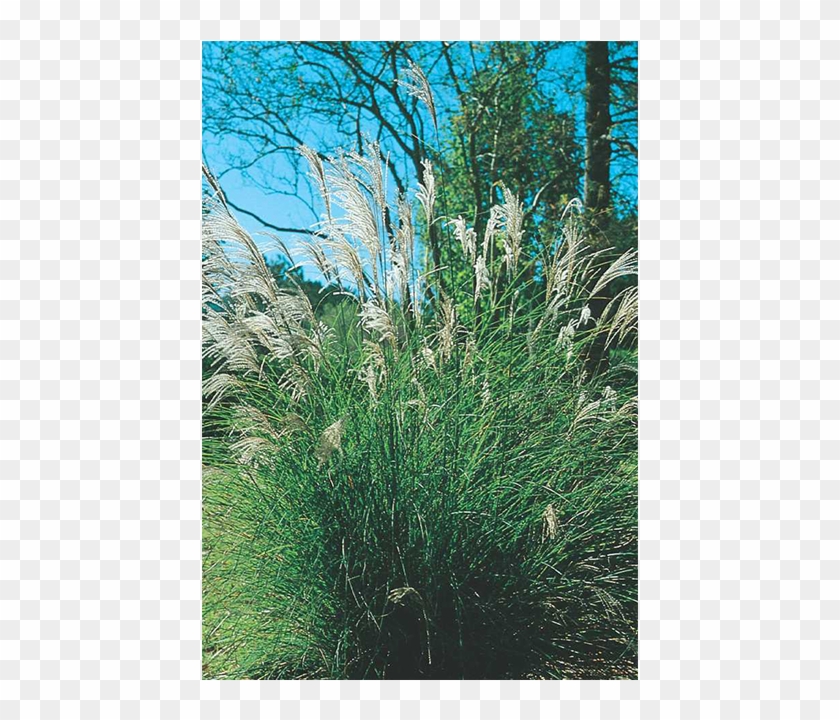 Maiden Grass Clipart