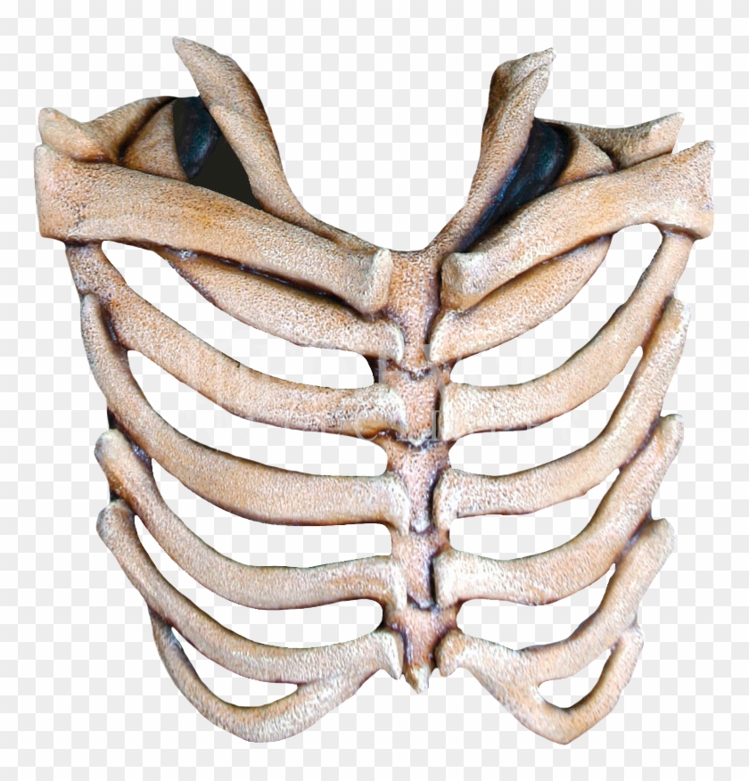 Rib Cage Free Download Png Clipart