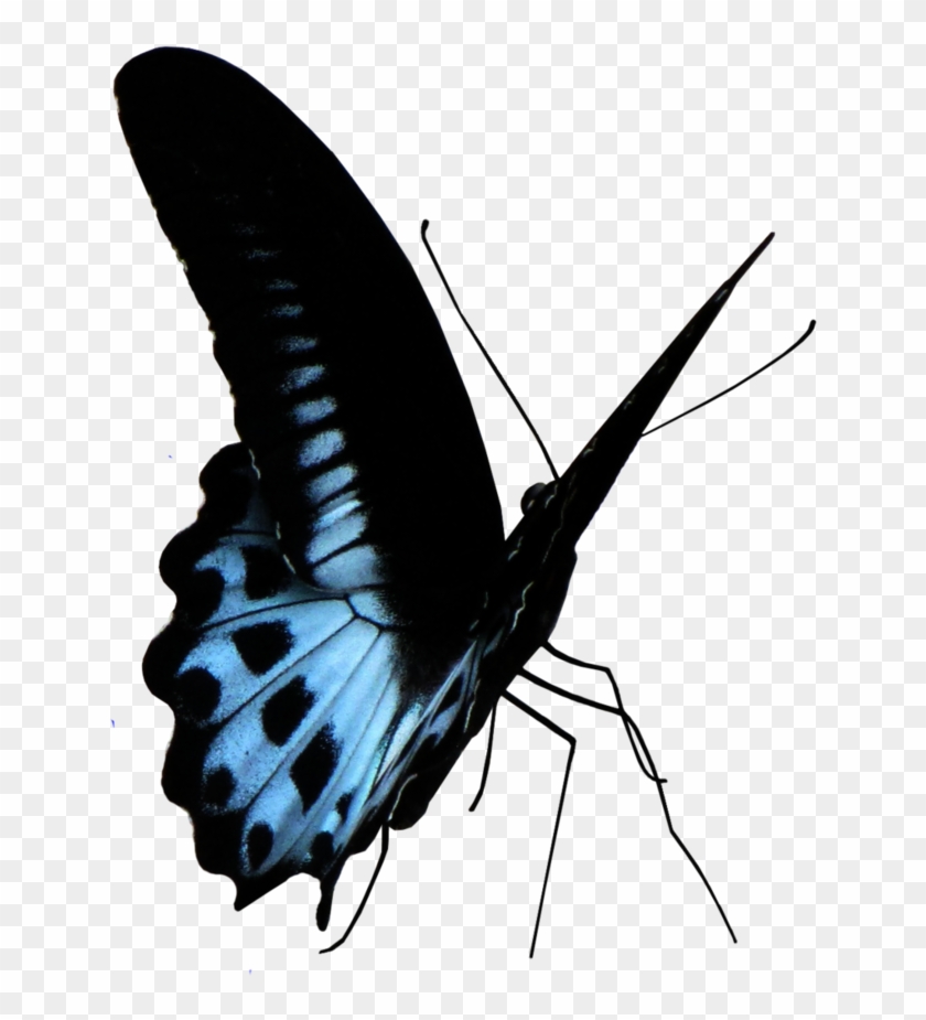 Blue Butterfly Png - Lycaenid Clipart #1153186