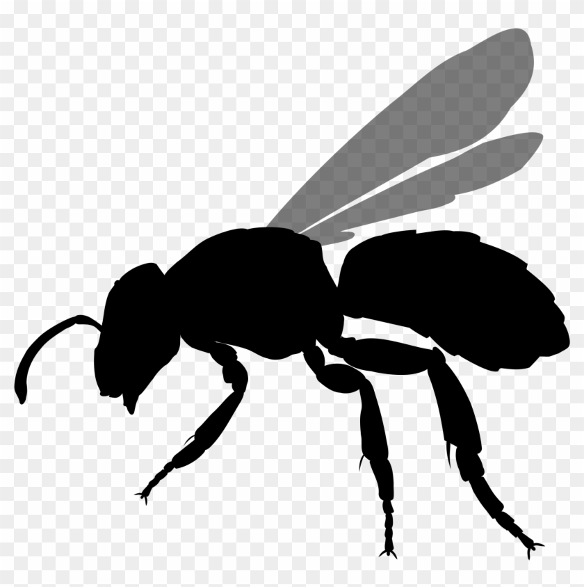 Open - Stingless Bee Icon Png Clipart #1153221