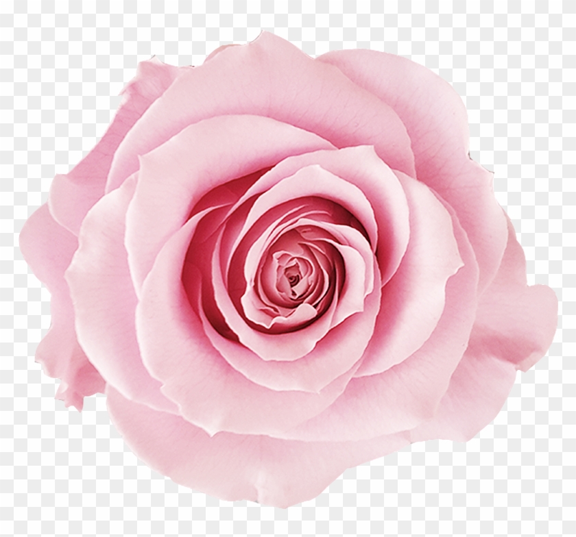 Flower Gif White Background Clipart