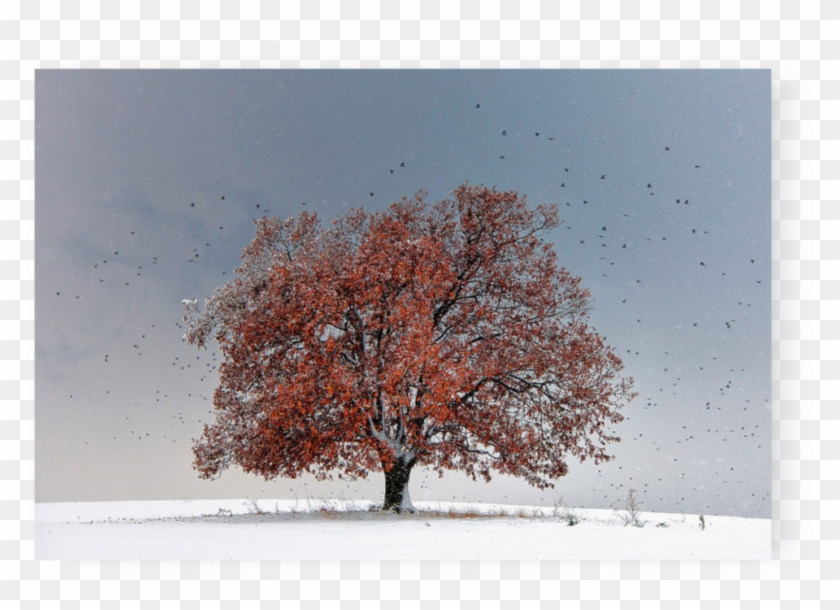 Photo Tree Of Life - Yellowkorner Arbre Clipart #1154400