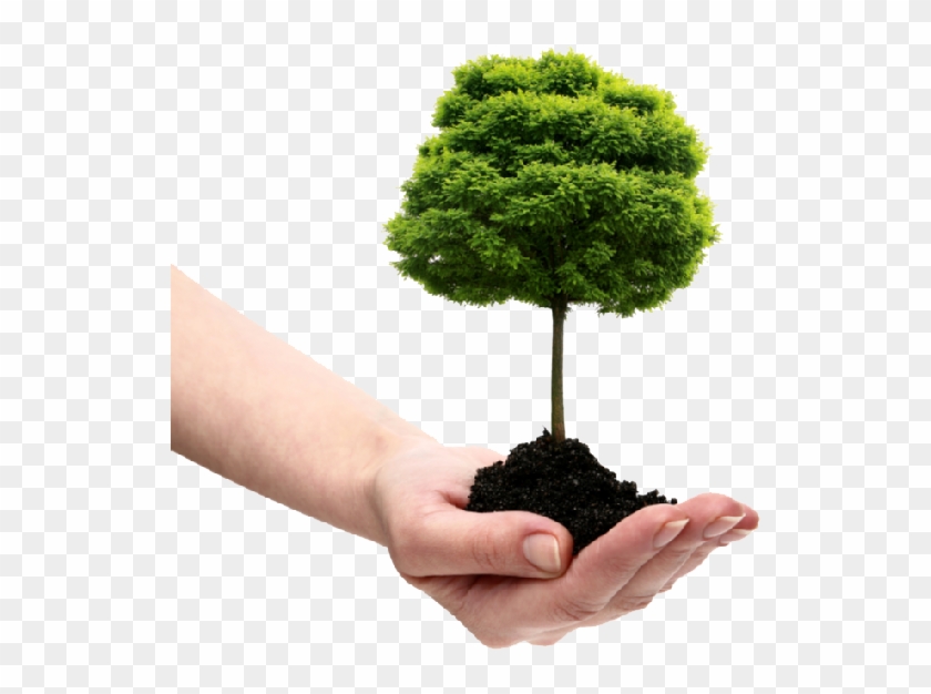 Save Tree Png File - Tree In Hand Png Clipart #1154521
