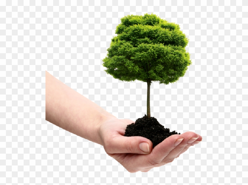 Save Tree Png File - Tree In Hand Png Clipart