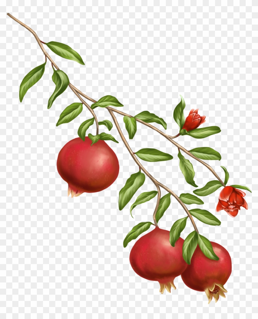 A Symbol Of The Gods In Greek Mythology, The Pomegranate - Pomegranate Plant Png Clipart