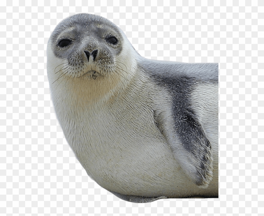 Harbor Seal Png Hd - Seal Png Clipart #1158700