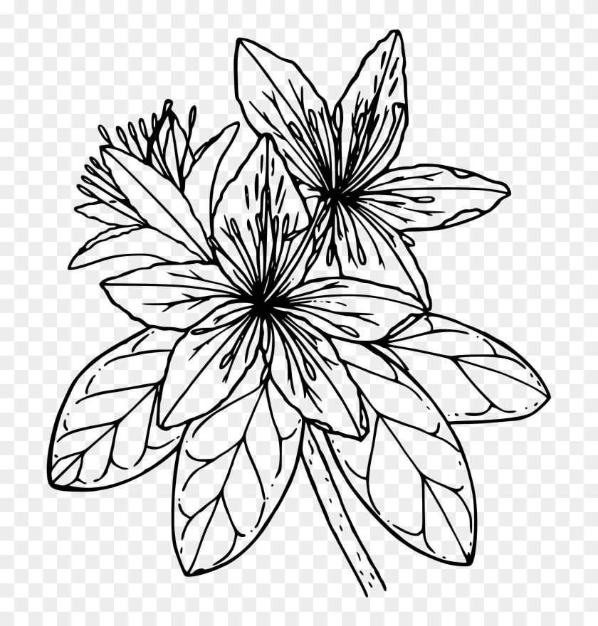Azalea Flower Banner Black And White Library - Rhododendron Clipart - Png Download #1161779
