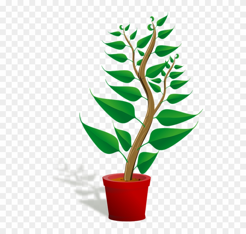 Seedling Potted Plant Sapling Plant Growing Growth - Getting To Know Plants Clipart #1164451