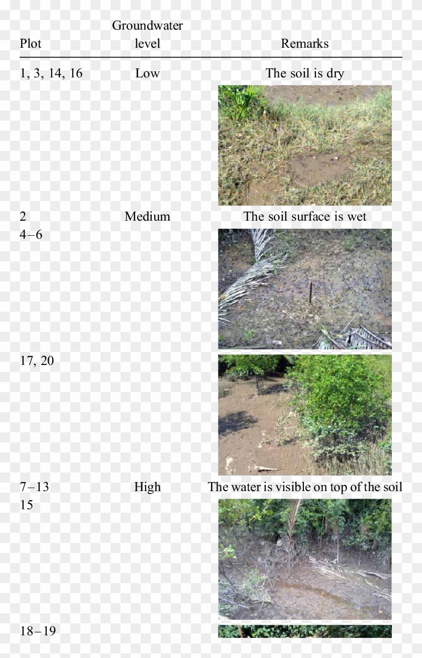 Groundwater Condition For Moist Soil - Tree Clipart #1165351