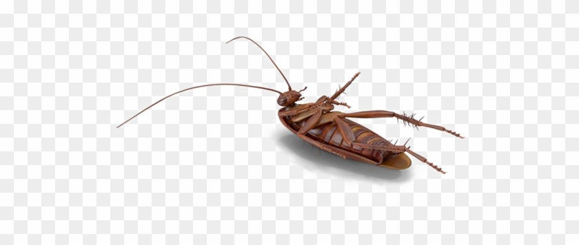 Cockroach Png File Download Free - Mosquito Clipart #1165846