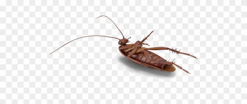 Cockroach Png File Download Free - Mosquito Clipart