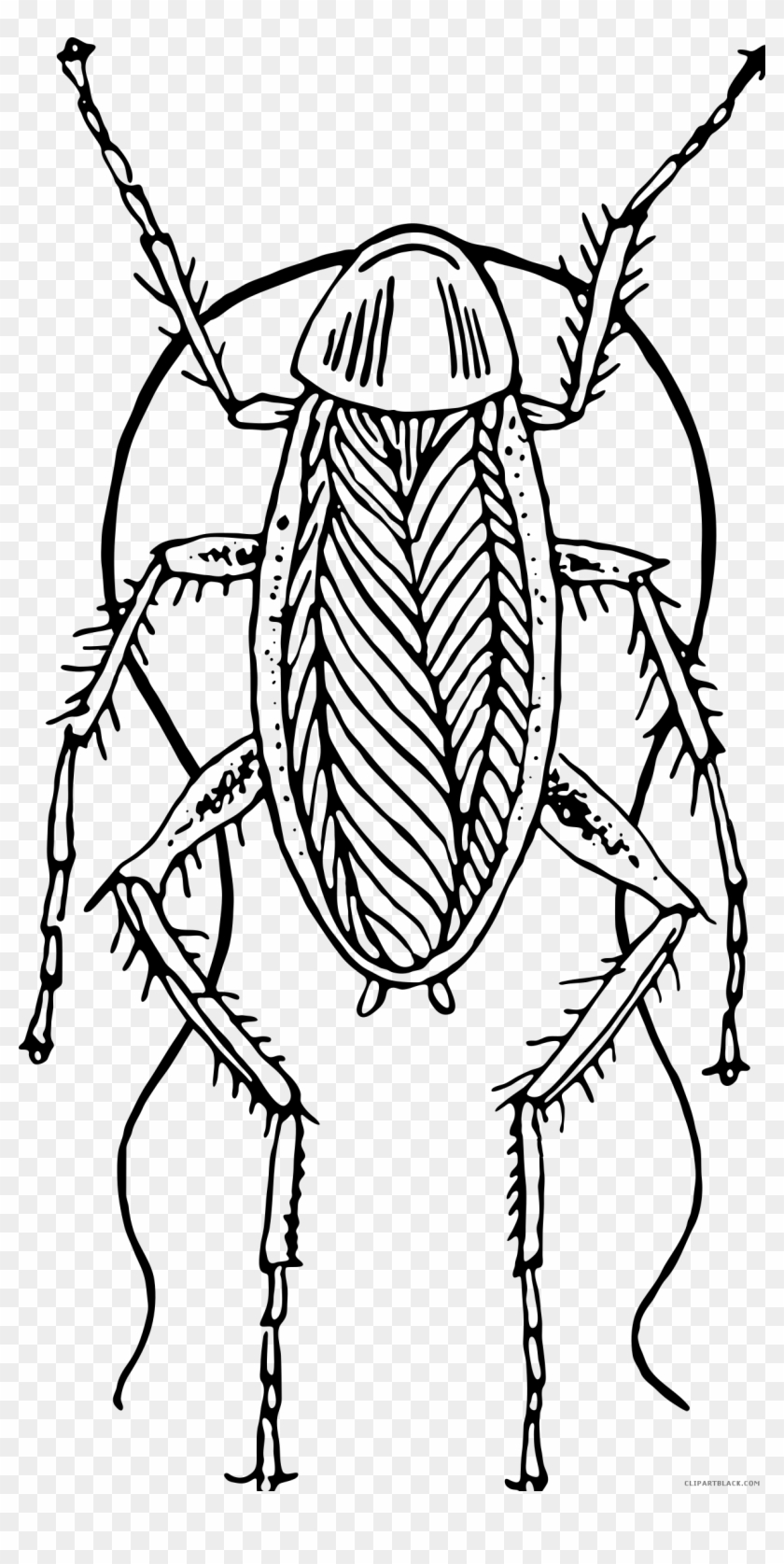 Cockroach Black And White - Cockroach Clipart Black And White - Png Download@pikpng.com