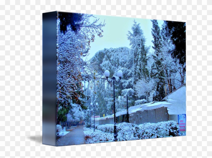 Freshly Falling Snow By - Snow Clipart #1166036